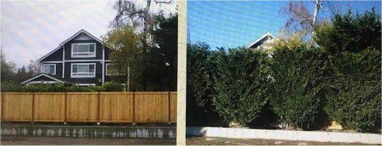 Leyland Cypress before and after with hedge